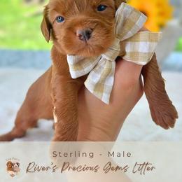 Sterling - Red  male Goldendoodle puppy in Atlanta, Georgia from Teddy Puppies