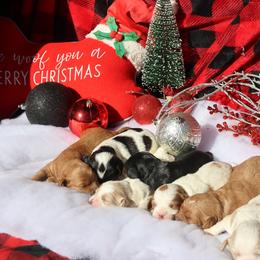Bernedoodle and Cavapoo Puppies from Lawler’s Legacy Litters