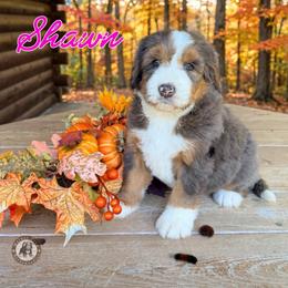 Shawn - Blue merle female Bernedoodle puppy in Banner Elk, North Carolina from Walnut Tree Bernedoodles