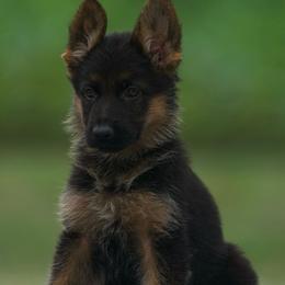 Esperanza - Black and red female German Shepherd puppy in Youngsville, North Carolina from Di casa Esperanza