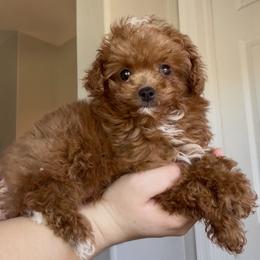 Andi - Female - Red female Cavapoo puppy in Gilbert, Arizona from Azteddybeardoodles