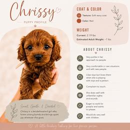 Chrissy - Red female Cavapoo puppy in Cedar City, Utah from Cedar Sprout Puppies