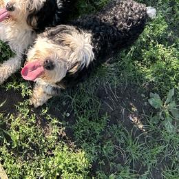Sage - Bernedoodle