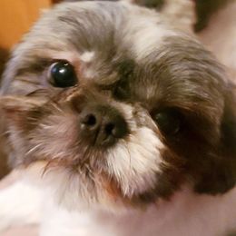 Bailey - Shih Tzu