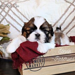Shih Tzu Puppies from Charlemagne Shih Tzus