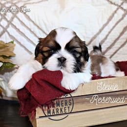 Shih Tzu Puppies from Charlemagne Shih Tzus
