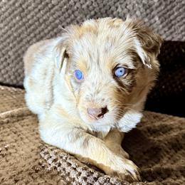 Cupid - Red merle male Australian Shepherd puppy in Az, Yuma, Arizona from The Southern Dog