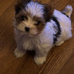 Biewer Terrier puppies from Stoll'n Kisses Biewers