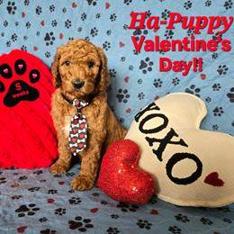 Blue Collar - Red  male Goldendoodle puppy in Auburn, Kansas from Puppy Paradise:  English Mastiff Puppies & Standard Goldendoodle Puppies