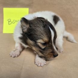 Buster - White and sable male Shetland Sheepdog puppy in Caldwell, Texas from Candyce Witte