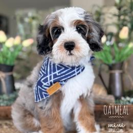 Oatmeal - Blue merle male Bernedoodle puppy in Temecula, California from Brookside Bernedoodles