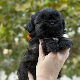 Boy 5 - Sable male Shih Tzu puppy in Seguin, Texas from Dolled Up Shih Tzus