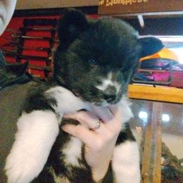 Girl 2 - Black and white female Siberian Husky puppy in Porter Corners, New York from Gemstone Huskys