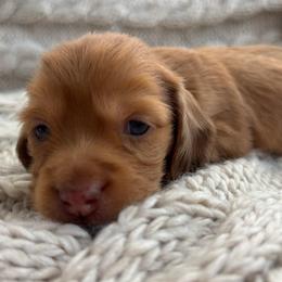 Annie - Red female Dachshund puppy in Mesa, Arizona from Ruby Desert Doxies