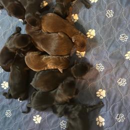 Girl 2 - Black female Labrador Retriever puppy in Four Oaks, North Carolina from TLC Retrievers