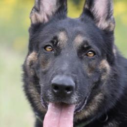 Cockapoos, German Shepherds, and Poodles from Cricket Hollow Canines