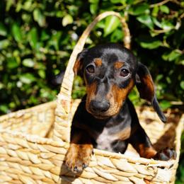 Cheryl Crow - Black and tan female Dachshund puppy in Temecula, California from Naomi Magee's Dachshund Kennel