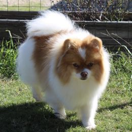 Moscato - Pomeranian