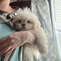 Junior - White male Shih Tzu puppy in Double Springs, Alabama from Little Friends Kennel