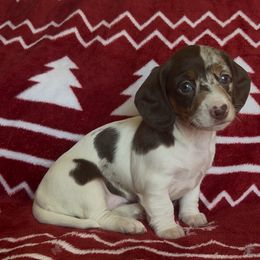 Pie - Chocolate and tan female Dachshund puppy in Brentwood, California from Dashing Dachshunds RF