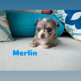 Merlin - Merle male Chihuahua puppy in Canton, Georgia from Moon Made Farm