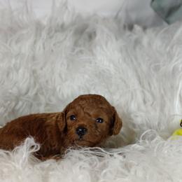 Mateo OFA and CHIC parents - Red  male Poodle puppy in Westfield, North Carolina from Legacy Pets