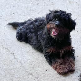Mary Lou - Red phantom female Aussiedoodle puppy in Central Islip, New York from Fifth Avenue Australian Shepherds