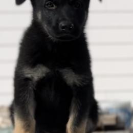 German Shepherd Puppies from Vom Haus Denfors K9