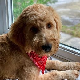 Goldendoodles and Maltipoos from Palm View Pups