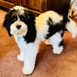 Cockapoo Puppies from Lulu's Cockapoos