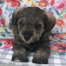Goldendoodle, Schnoodle, and Sheepadoodle Puppies from Dood Ranch