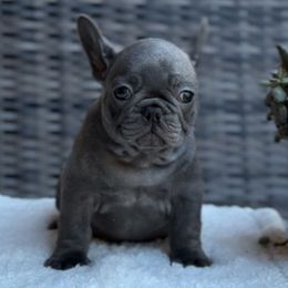 Charlie- Blue Brindle Boy (juice box and Babe Ruth) - Brindle male French Bulldog puppy in Gulf Breeze, Florida from SW Frenchies