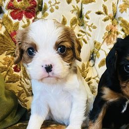 Cavalier King Charles Spaniels from Echo Valley Cavaliers
