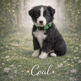 Coal - Black & white male Australian Shepherd puppy in Citra, Florida from AEW Farm