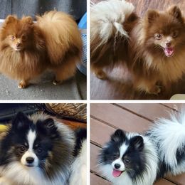 Pomeranian puppies from Brenda's Pomeranians - Amazing Grace Pomeranians