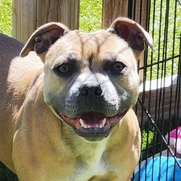 Daybreak - Staffordshire Bull Terrier