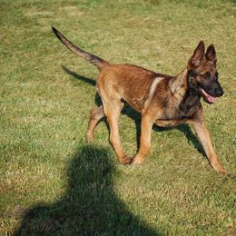 Belgian Malinois, Labrador Retriever, and Shetland Sheepdog Puppies from StoneFox