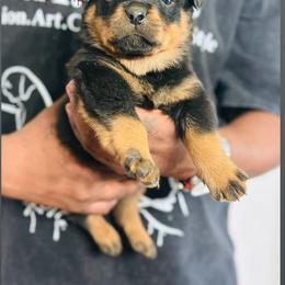 Female 7 - Black and mahogany female Rottweiler puppy in Humble, Texas from Inexorable Haus Early Rotts