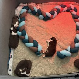 Australian Shepherd Puppies from Crystalbrook Aussies