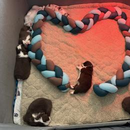 Australian Shepherd Puppies from Crystalbrook Aussies