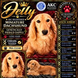 Jelly - Dachshund