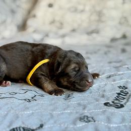 Yellow - Black and tan female German Shepherd puppy in Medical Lake, Washington from Nine Realms German Shepherds