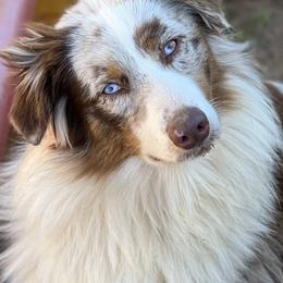 Australian Shepherd Puppies from Paint ByNumbers Ranch