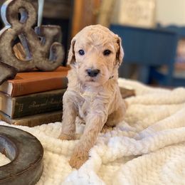 Bernedoodle and Goldendoodle Puppies from Owen Doodles