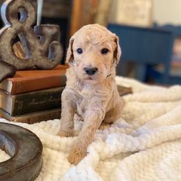 Bernedoodle and Goldendoodle Puppies from Owen Doodles