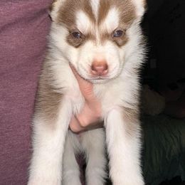 Siberian Husky Puppies from Feazell’s Siberian Huskies