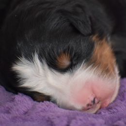 Bernese Mountain Dog Puppies from Brookwood Bernese Mountain Dogs