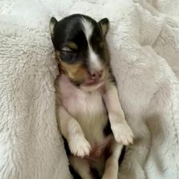 JACK - Black & tan male Toy Shetland Sheepdog puppy in Livonia, Michigan from M7’s Shelties, Toonies & AussieDoodles