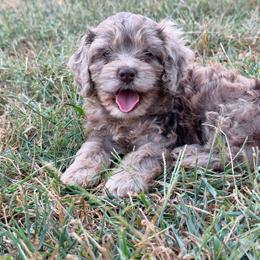Erika with training - Merle female Cockapoo puppy in Boonville, North Carolina from Doods & Dolls