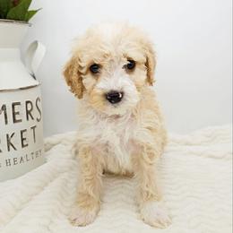 Basil - Red male Bernedoodle puppy in Granton, Wisconsin from Rose River Farms